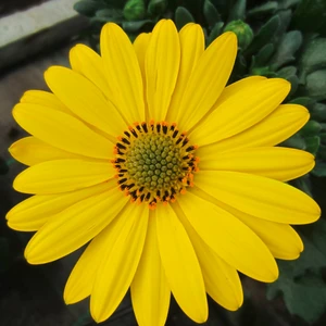 Picture - Selecta One