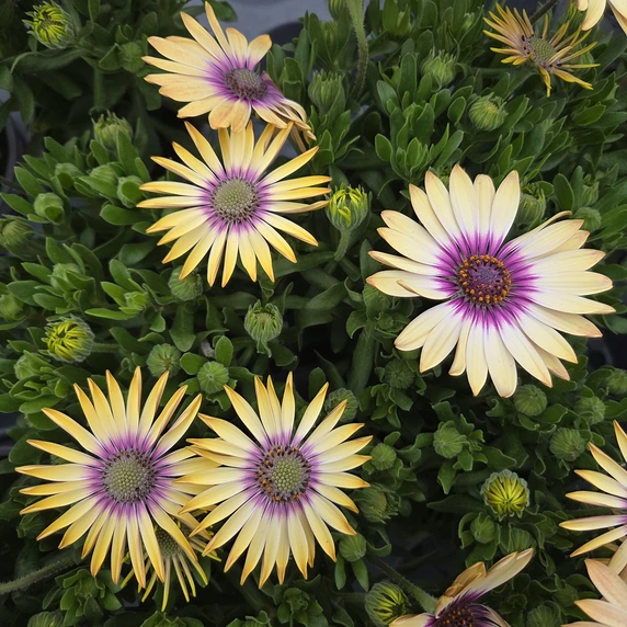 Osteospermum 'Yellow Blue Centre' - image 2