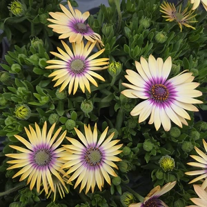 Osteospermum 'Yellow Blue Centre' - image 2