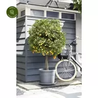 Outdoor Plastic Pots