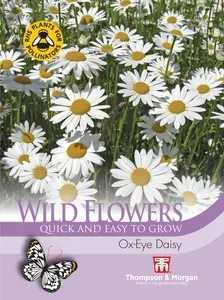 Ox Eye Daisy - image 1