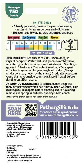 Ox Eye Daisy Seeds - image 2