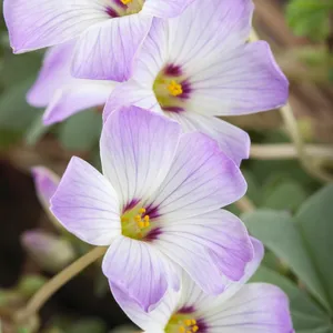 Oxalis adenophylla