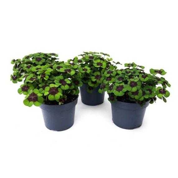 Oxalis tetraphylla 'Iron Cross'