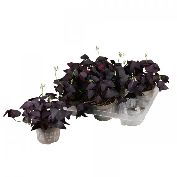 Oxalis triangularis 'Mijke Ikigai' - image 2