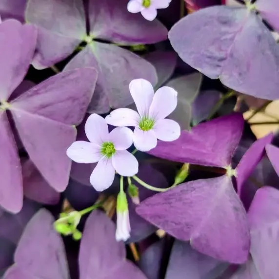 Oxalis triangularis 'Mijke Ikigai' - image 1