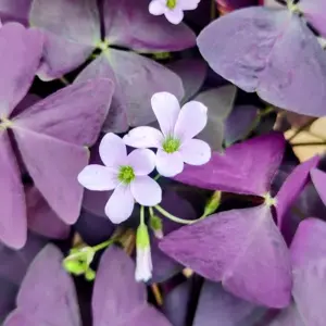 Oxalis triangularis 'Mijke Ikigai' - image 1
