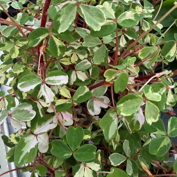Oxalis spiralis vulcanicola 'Nordlys' - image 1