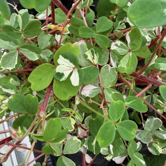 Oxalis spiralis vulcanicola 'Nordlys' - image 2