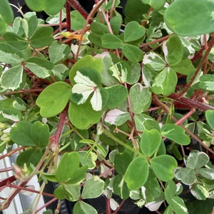 Oxalis spiralis vulcanicola 'Nordlys' - image 2