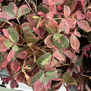 Oxalis spiralis vulcanicola 'Plum Crazy' 6cm - image 3