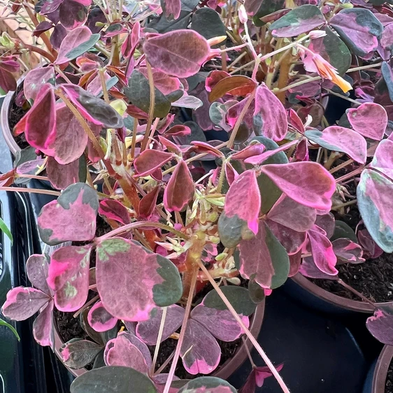 Oxalis spiralis vulcanicola 'Plum Crazy' 6cm - image 1