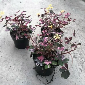 Oxalis spiralis vulcanicola 'Plum Crazy' - image 3