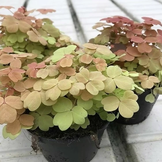 Oxalis spiralis vulcanicola 'Sunset Velvet' - image 2