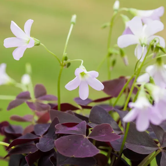 Oxalis triangularis - image 1