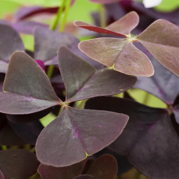 Oxalis triangularis - image 2