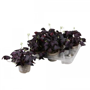 Oxalis triangularis 'Pink'