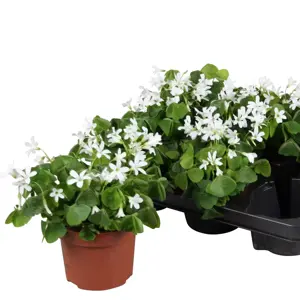 Oxalis triangularis subsp. papilionacea