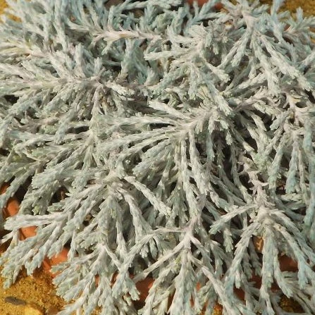 Ozothamnus 'County Park Silver'