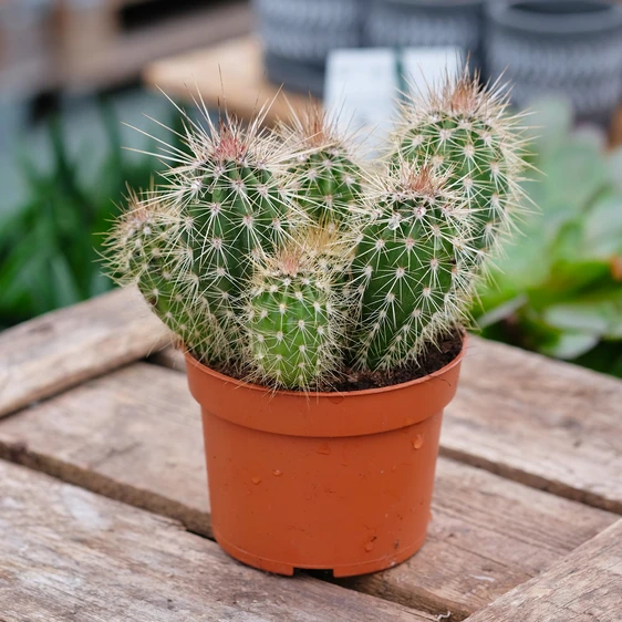 Pachycereus pringlei