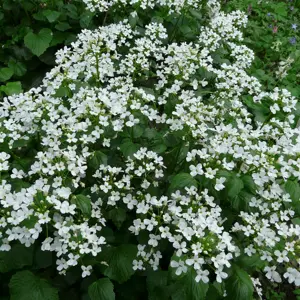 Pachyphragma macrophylla 2L - image 1