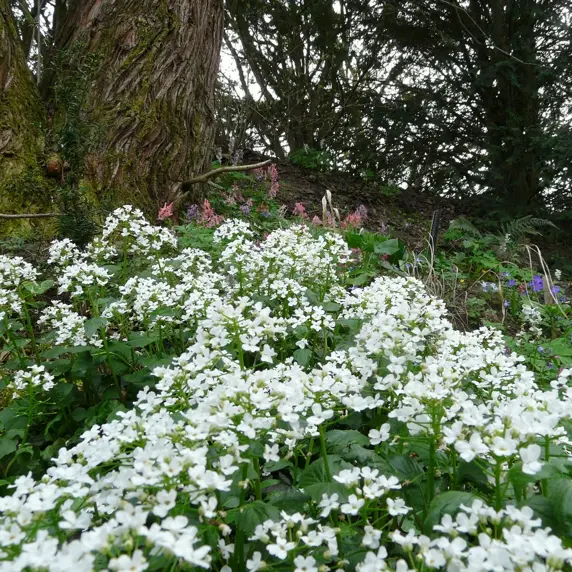 Pachyphragma macrophylla 2L - image 2
