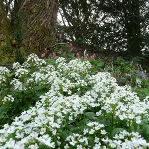 Pachyphragma macrophylla 2L - image 2