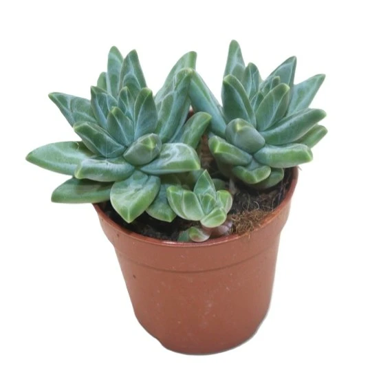 Pachyphytum bracteosum 'Fitkai Blue'