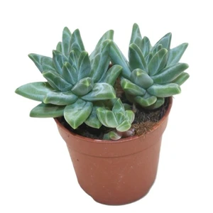 Pachyphytum bracteosum 'Fitkai Blue'