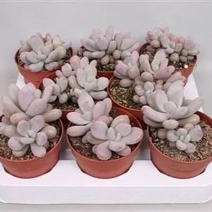 Pachyphytum oviferum 'Momobijin' - image 2