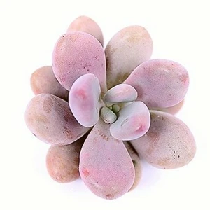 Pachyphytum oviferum 'Momobijin' - image 1