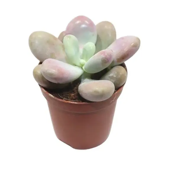 Pachyphytum oviferum 'Momobijin' - image 1