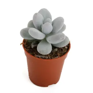 Pachyphytum oviferum 'Rubra'