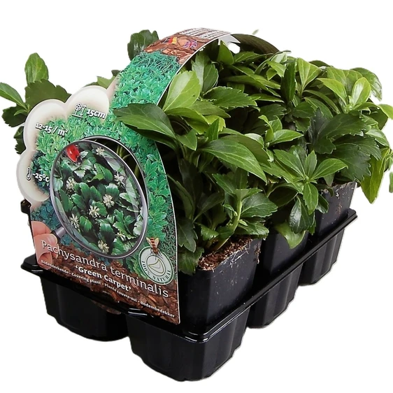 Pachysandra terminalis 'Green Carpet' 3L - image 2