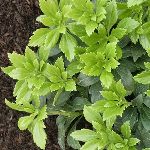 Image Credit: ©2025 John Richards Nurseries Ltd