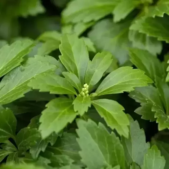 Pachysandra terminalis 'Green Carpet'