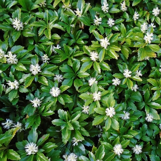 Pachysandra terminalis 4 Pack