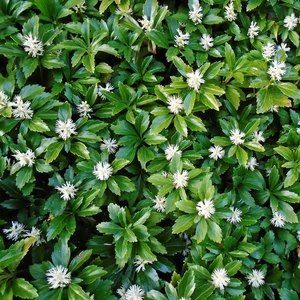 Pachysandra terminalis 9cm