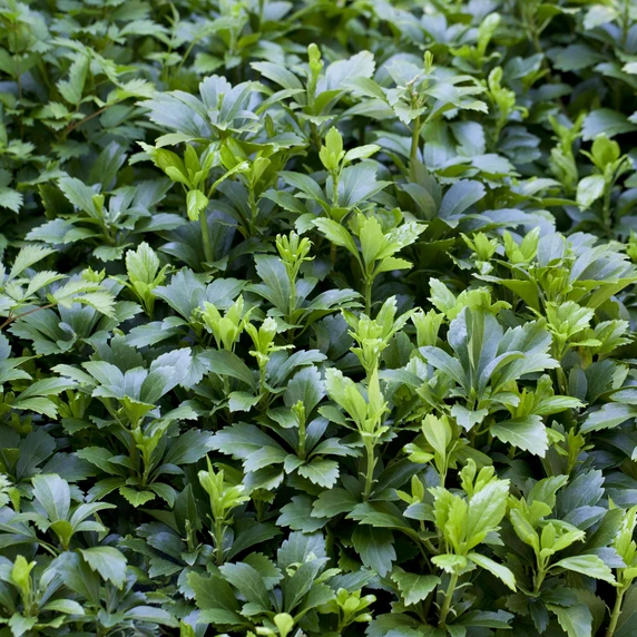 Pachysandra terminalis 2L - image 2
