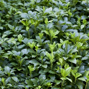 Pachysandra terminalis 2L - image 2