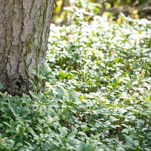 Pachysandra terminalis 2L - image 3