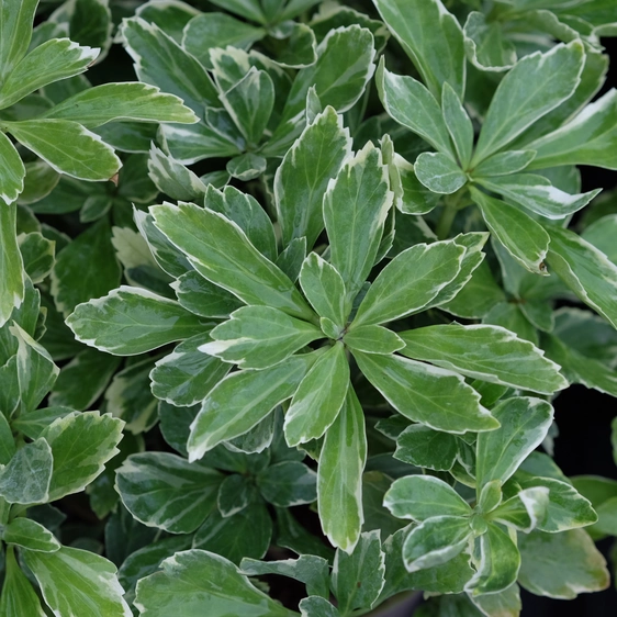 Pachysandra terminalis 'Variegata'