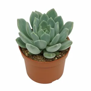 Pachyveria 'Corvus' - image 1