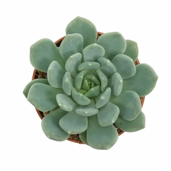 Pachyveria 'Corvus' - image 2
