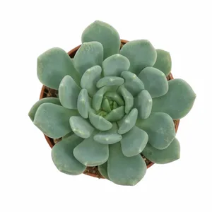 Pachyveria 'Corvus' - image 2
