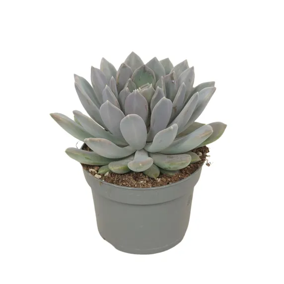 Pachyveria 'Draco'