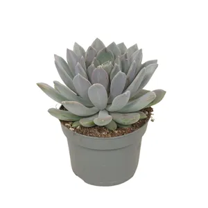 Pachyveria 'Draco'