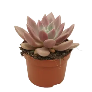 Pachyveria 'Rosy Crow'