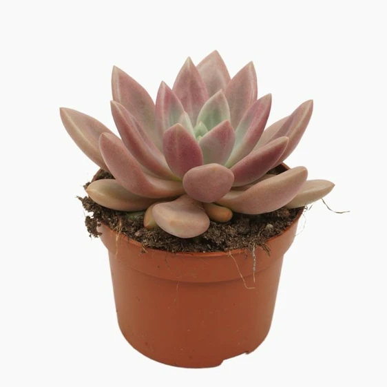 Pachyveria 'Rosy Crow'