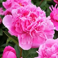 Paeonia (Peony)